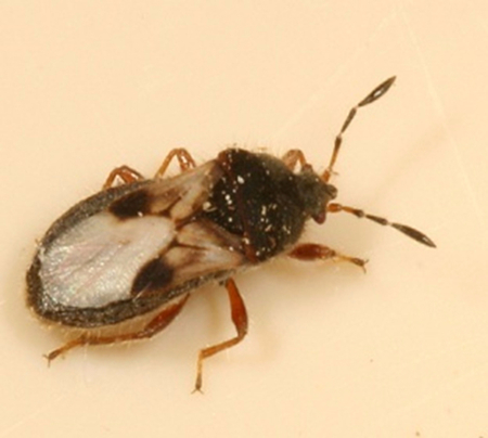 Chinchbug Adult